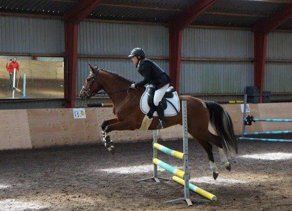 Anden særlig race Søndervangs Kentucky billede 20