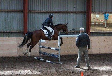 Anden særlig race Søndervangs Kentucky billede 13