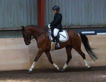 Anden særlig race Søndervangs Kentucky billede 14