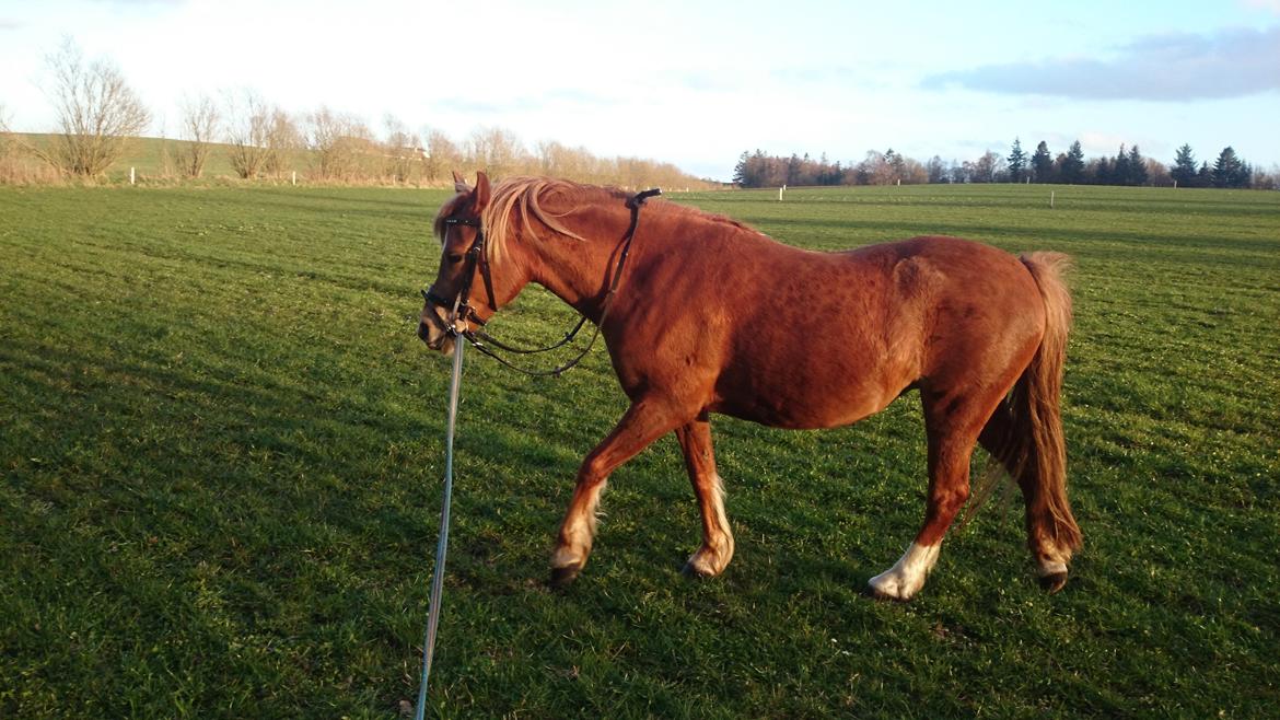 Welsh Partbred (Sec F) Valbjerggaards Casiopaia  billede 8