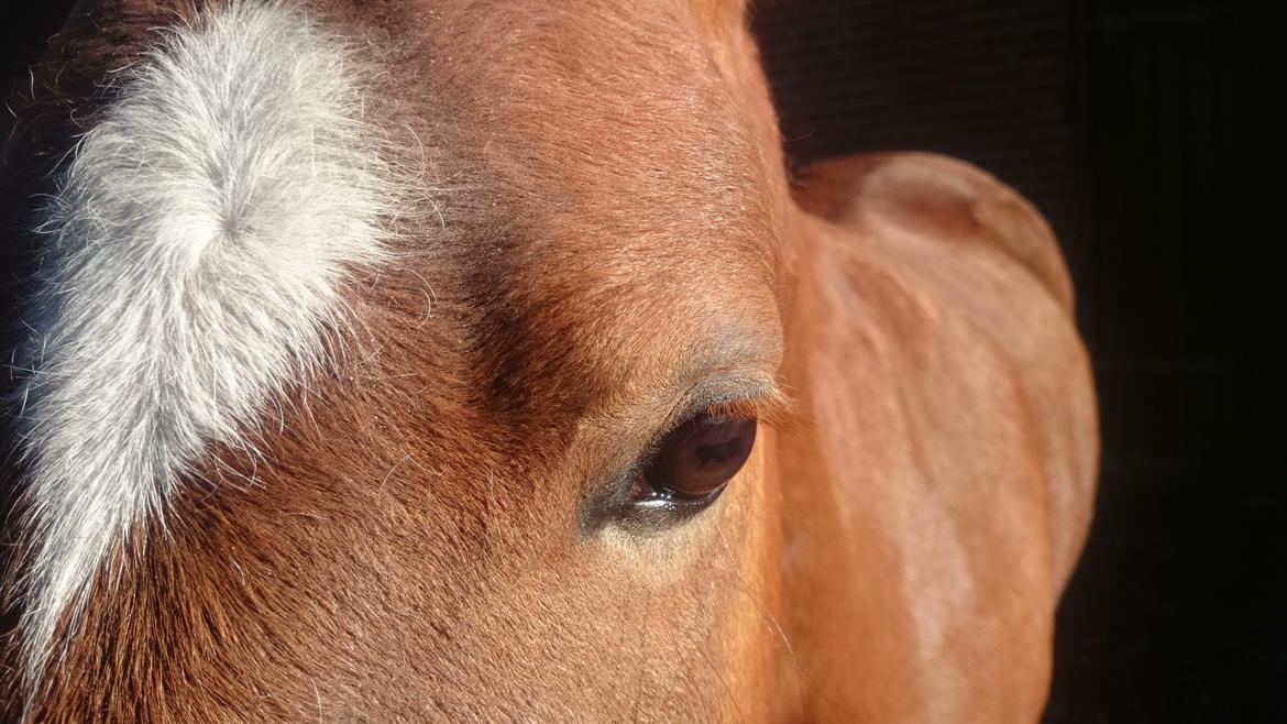 Welsh Partbred (Sec F) Valbjerggaards Casiopaia  billede 10