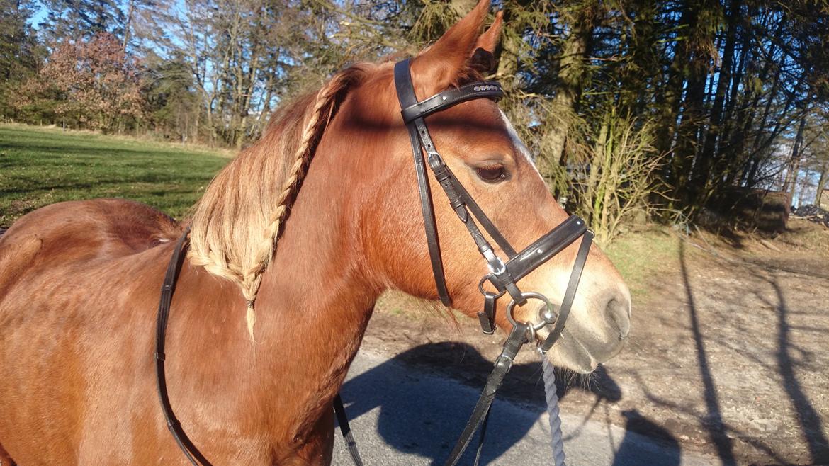 Welsh Partbred (Sec F) Valbjerggaards Casiopaia  billede 12