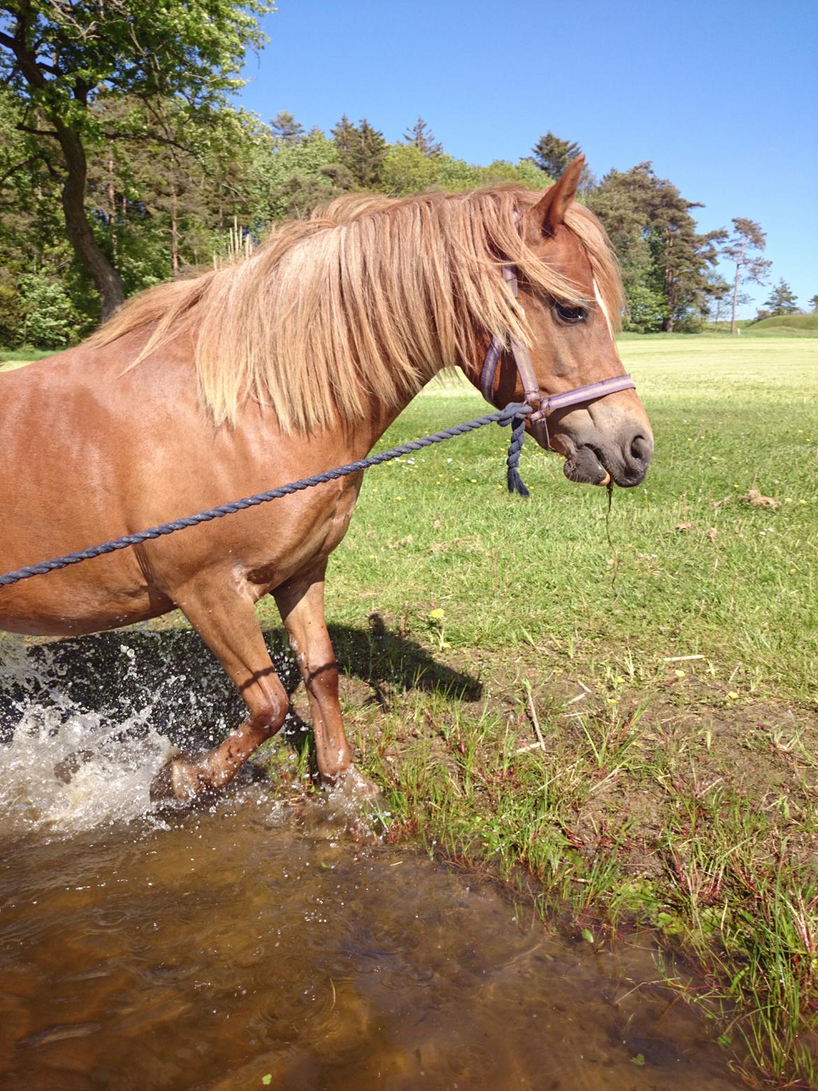 Welsh Partbred (Sec F) Valbjerggaards Casiopaia  billede 7