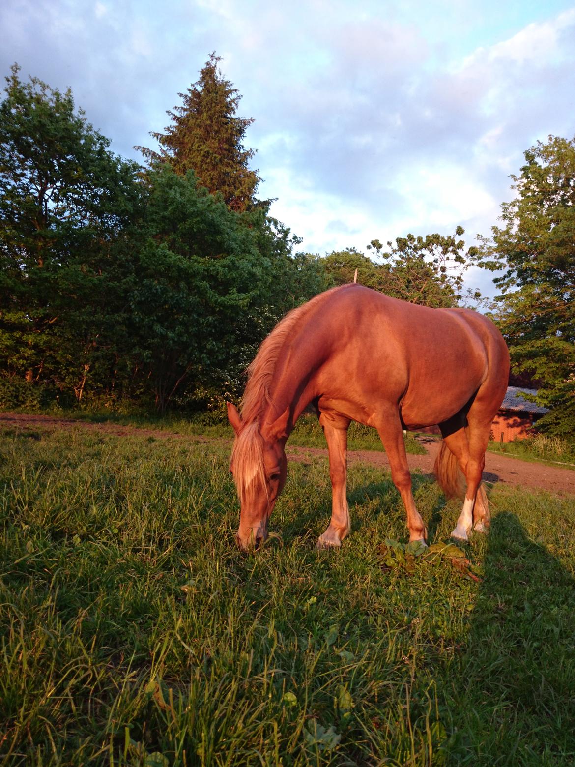 Welsh Partbred (Sec F) Valbjerggaards Casiopaia  billede 1