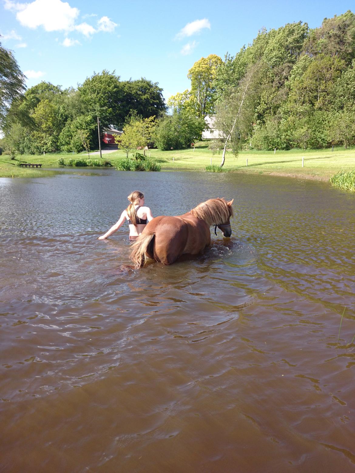 Welsh Partbred (Sec F) Valbjerggaards Casiopaia  billede 6