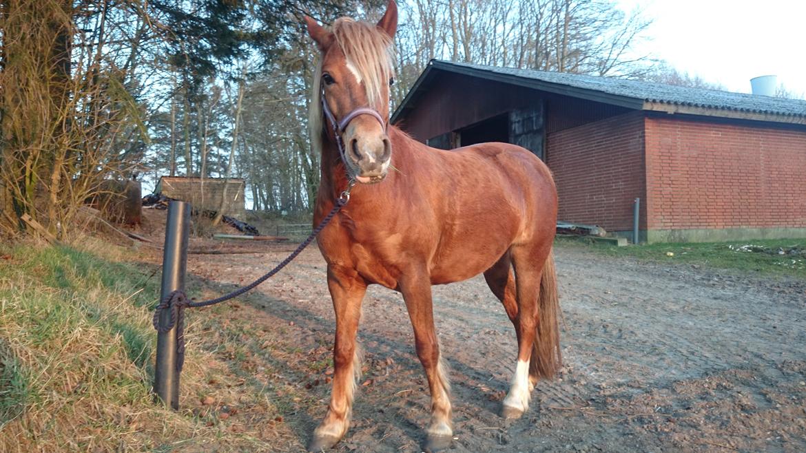 Welsh Partbred (Sec F) Valbjerggaards Casiopaia  billede 14