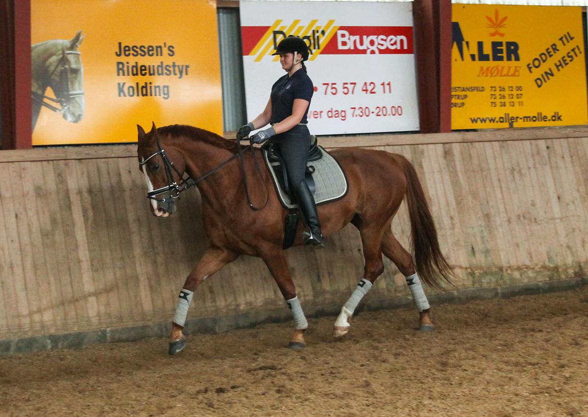 Hannoveraner Lady La Martina billede 14