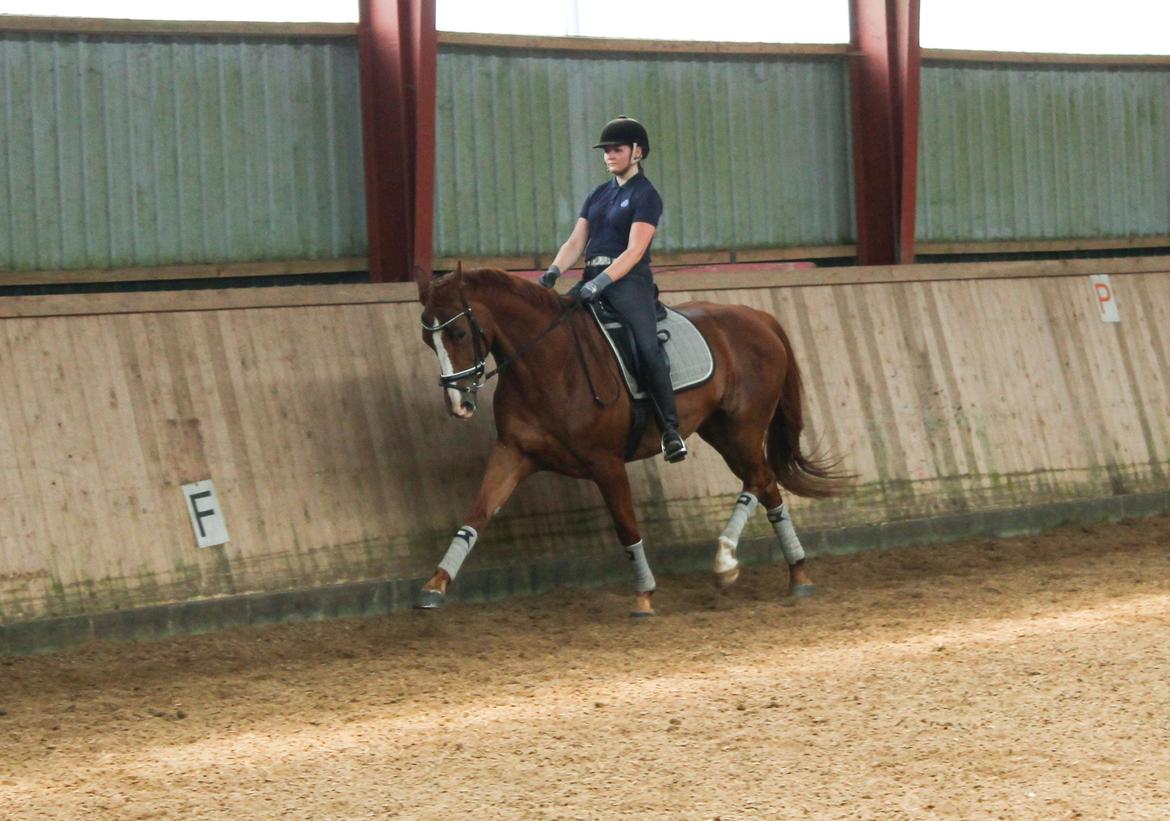 Hannoveraner Lady La Martina billede 23