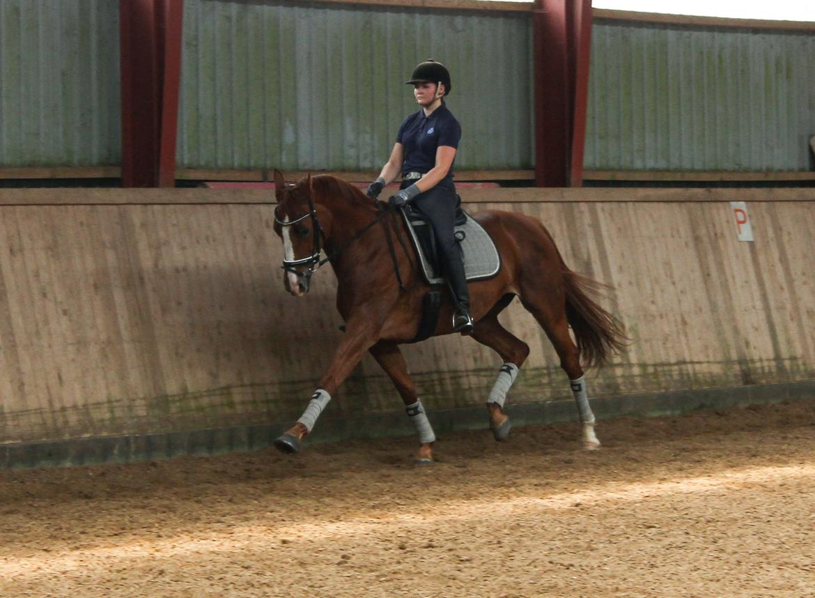 Hannoveraner Lady La Martina billede 4