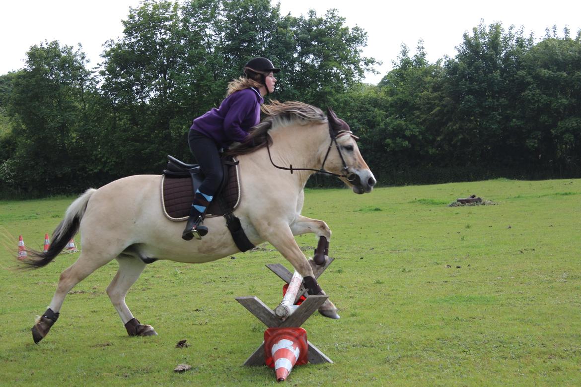 Fjordhest Luckas - Jeg er lort, men han er guld! billede 6
