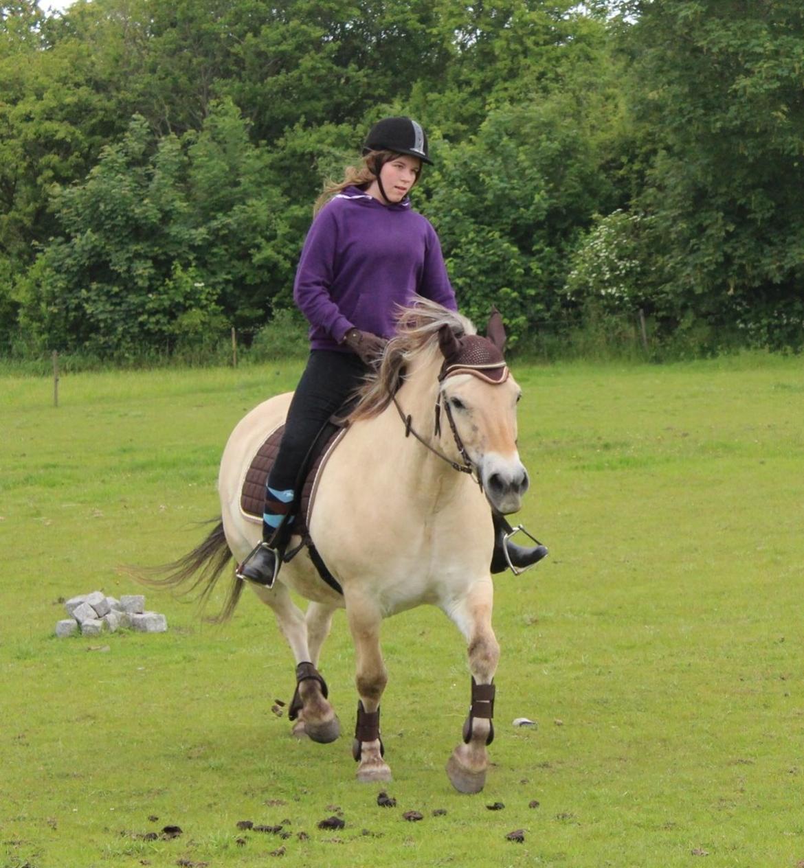 Fjordhest Luckas - Vejtromlen <3 billede 18