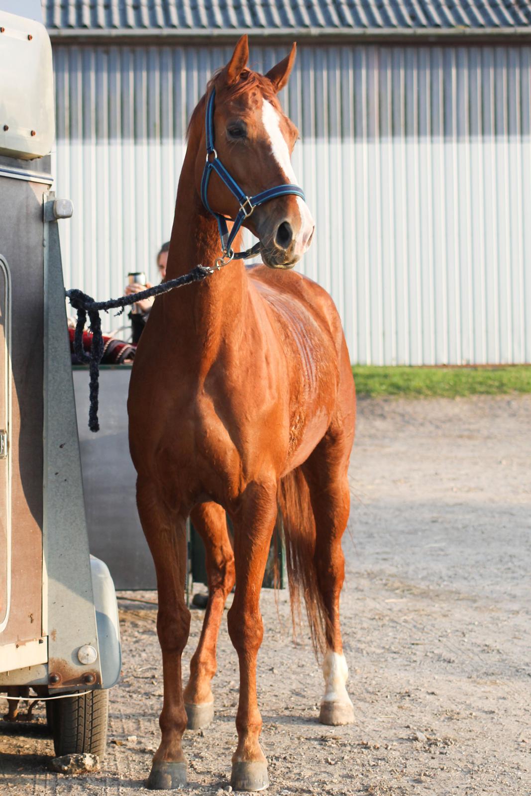 Hannoveraner Lady La Martina billede 21