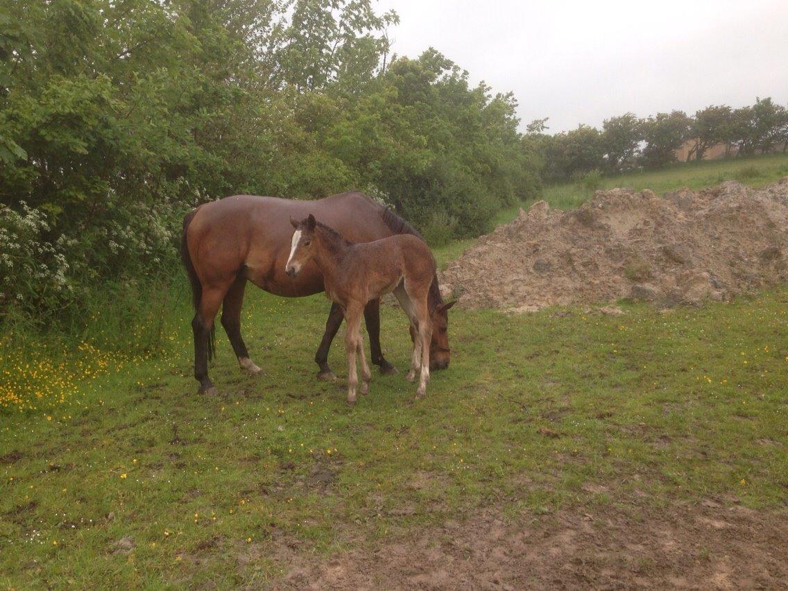 Dansk Varmblod Caramella TT billede 2