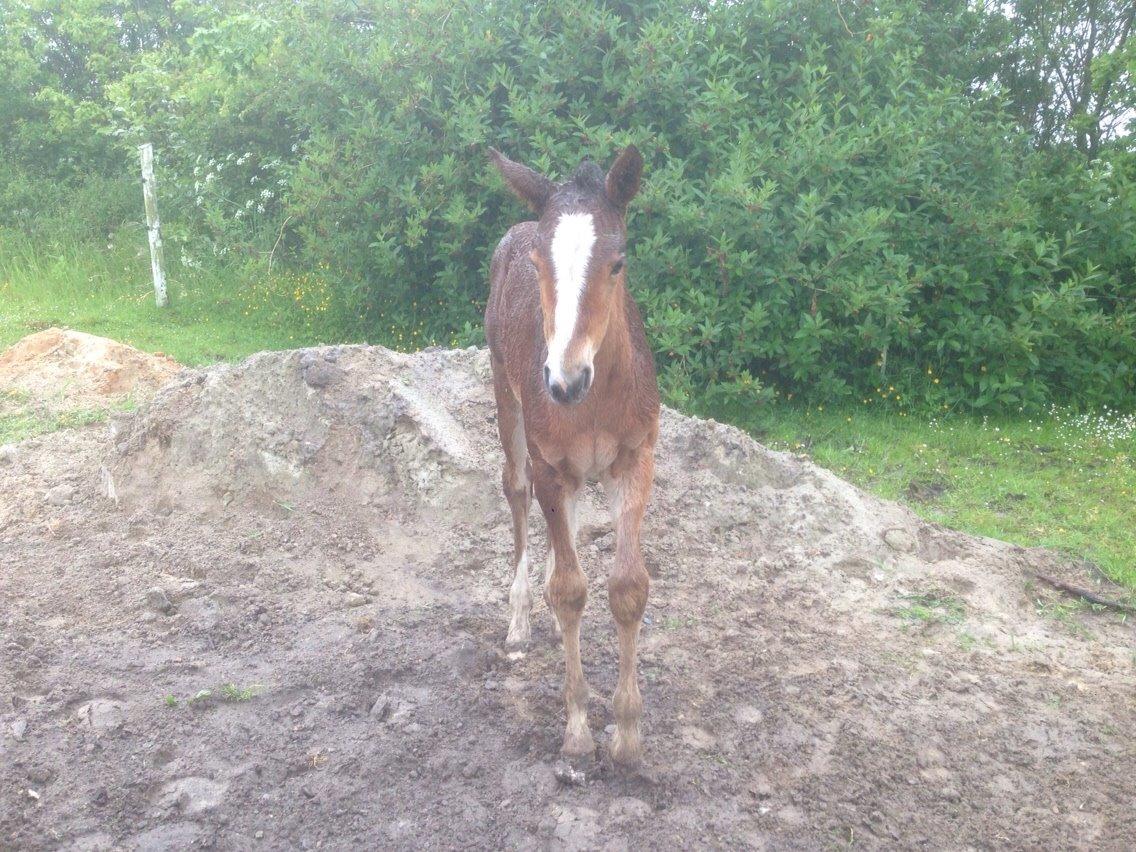 Dansk Varmblod Caramella TT billede 3