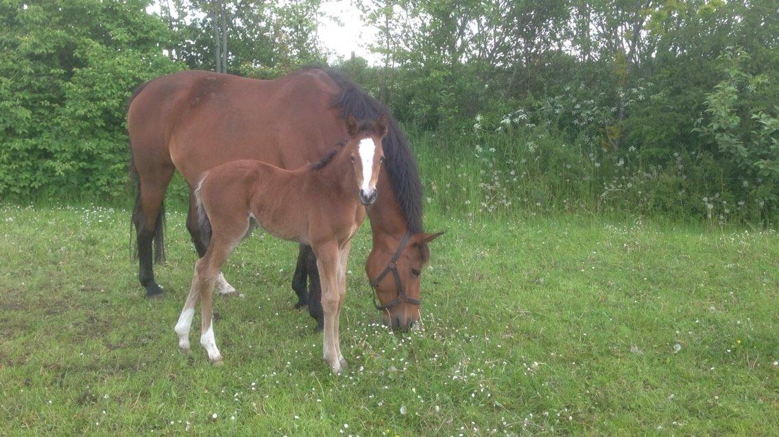 Dansk Varmblod Caramella TT billede 5