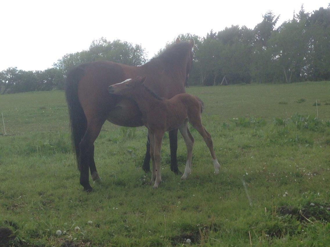 Dansk Varmblod Caramella TT billede 4
