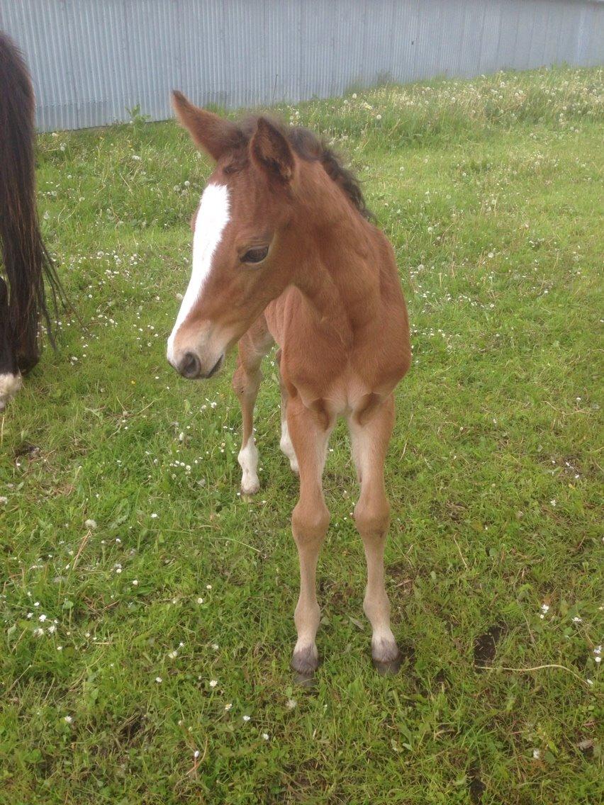Dansk Varmblod Caramella TT billede 6