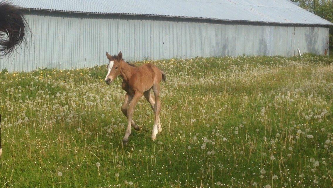Dansk Varmblod Caramella TT billede 7