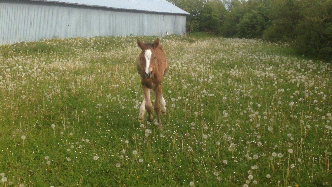 Dansk Varmblod Caramella TT billede 9