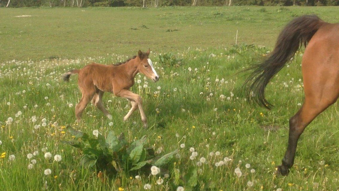 Dansk Varmblod Caramella TT billede 8