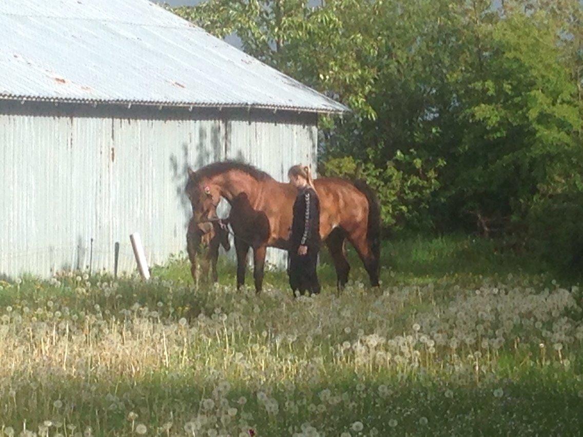 Dansk Varmblod Caramella TT billede 10