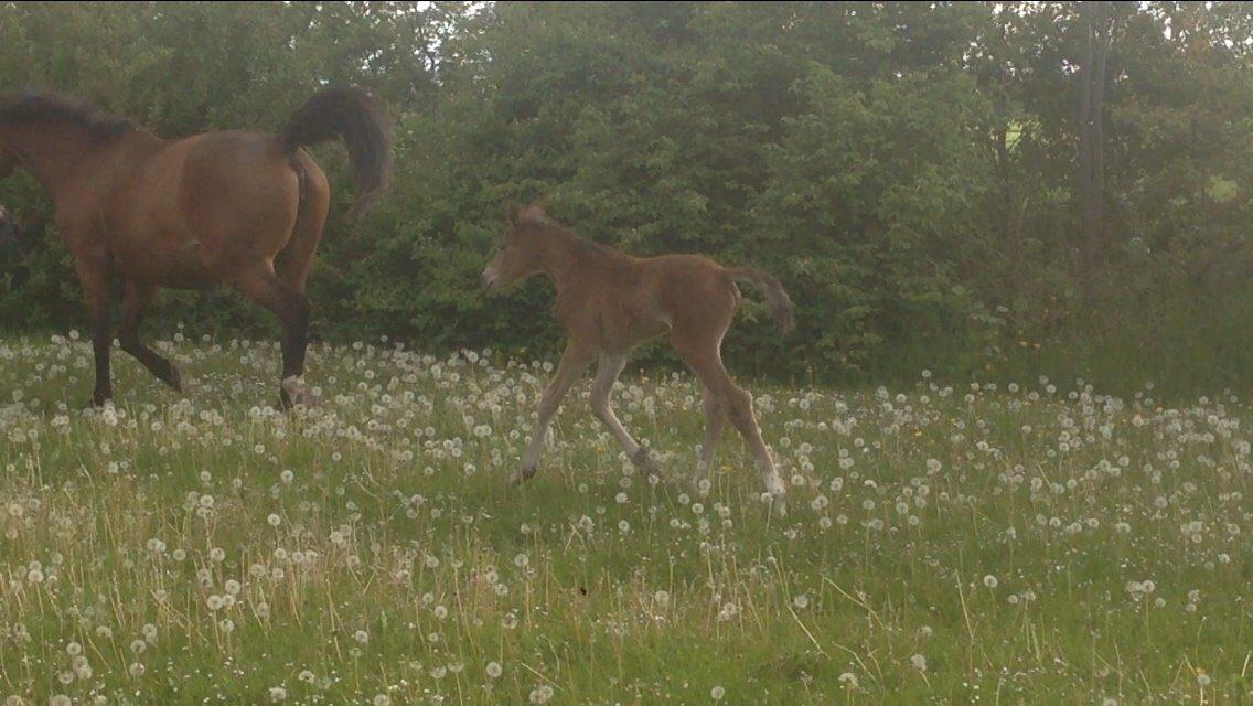 Dansk Varmblod Caramella TT billede 11