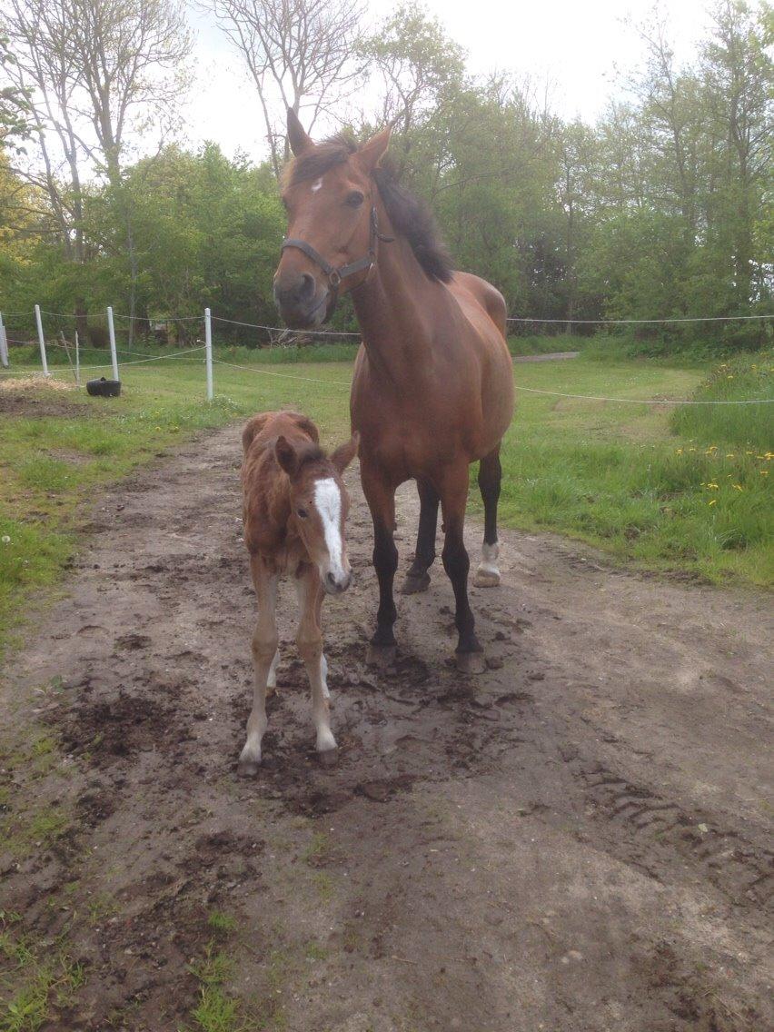 Dansk Varmblod Caramella TT billede 13