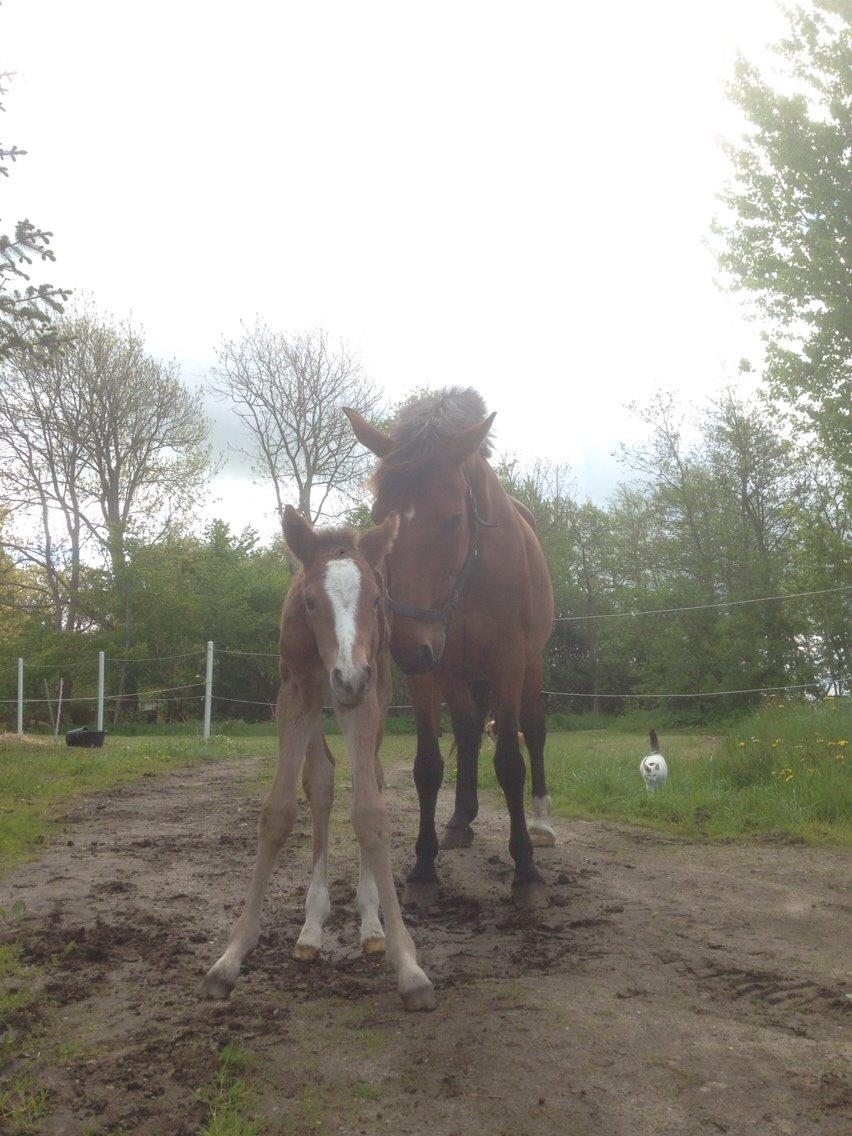 Dansk Varmblod Caramella TT billede 12