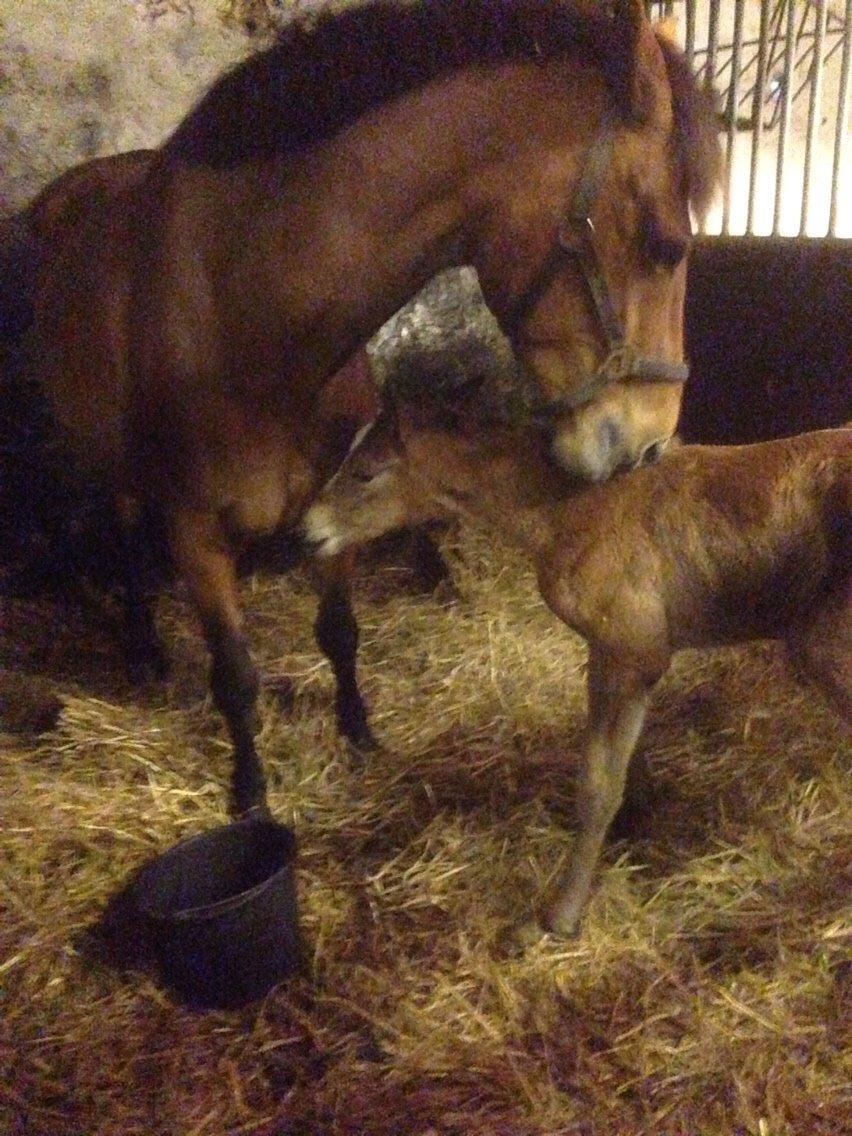 Dansk Varmblod Caramella TT billede 15