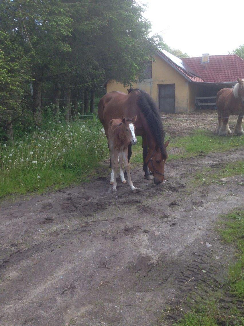 Dansk Varmblod Caramella TT billede 14