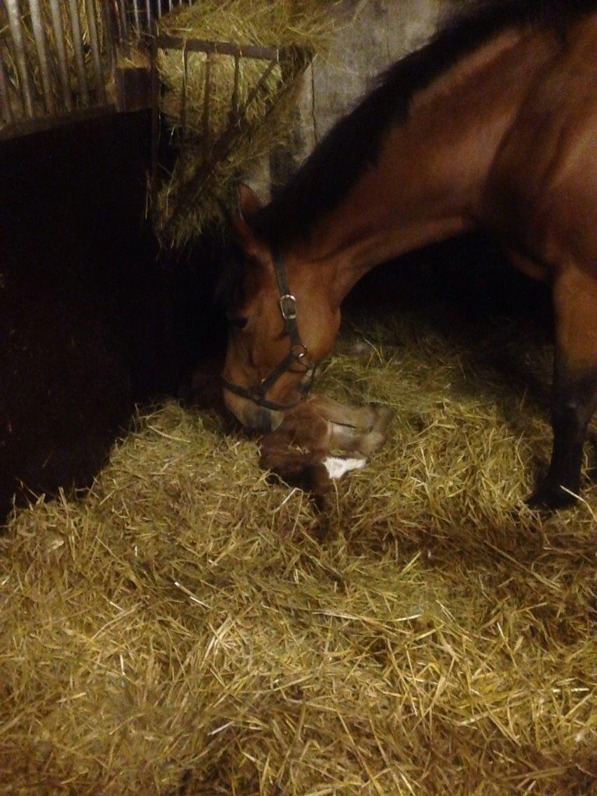 Dansk Varmblod Caramella TT billede 16