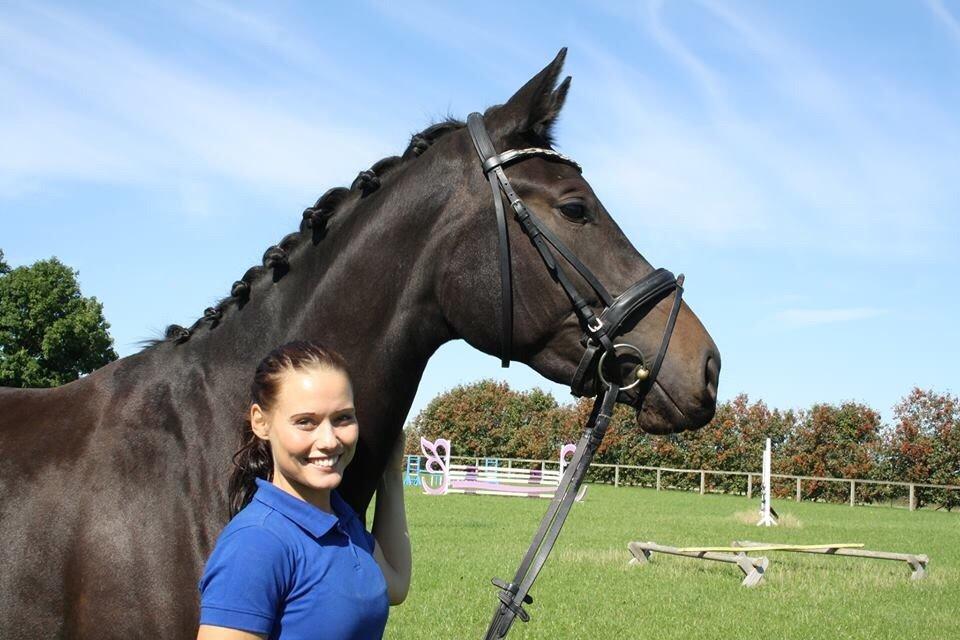 Dansk Varmblod Grus Migala billede 14