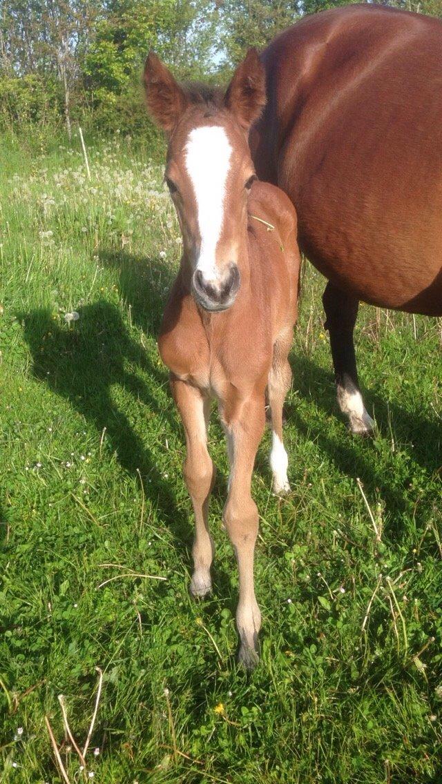 Dansk Varmblod Caramella TT billede 1