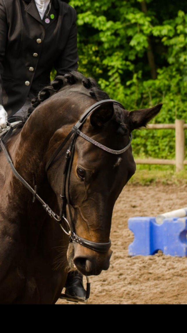 Dansk Varmblod Grus Migala billede 2