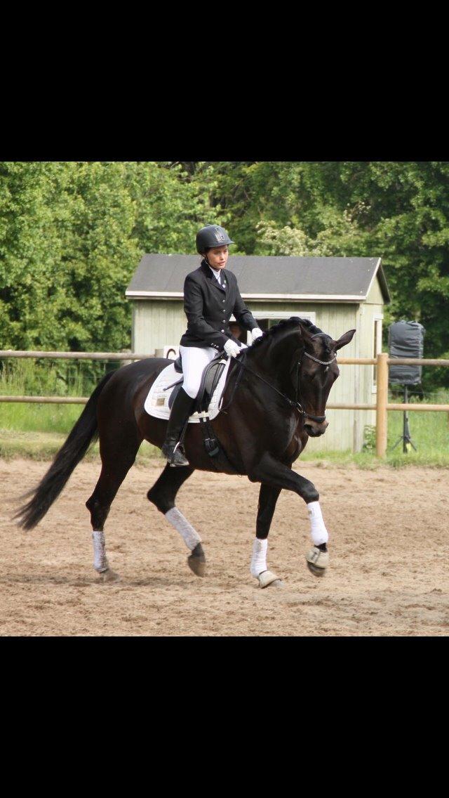 Dansk Varmblod Grus Migala billede 6