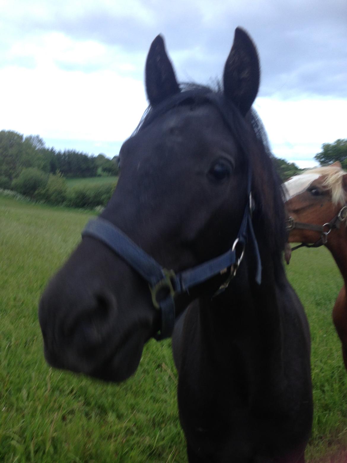 New Forest Elmholts Helios billede 1