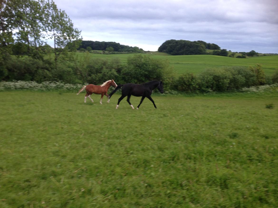 New Forest Elmholts Helios billede 19