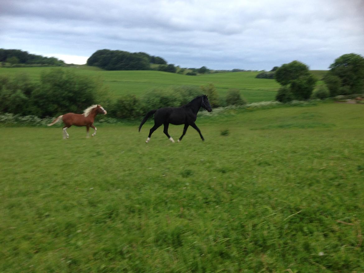 New Forest Elmholts Helios billede 20