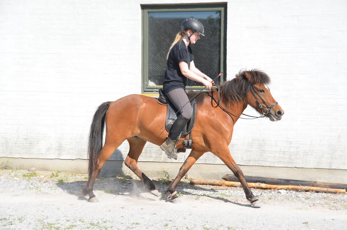 Islænder Jörp fra Skygge - Trav på den svære volte - 11 Juni 2015 billede 9