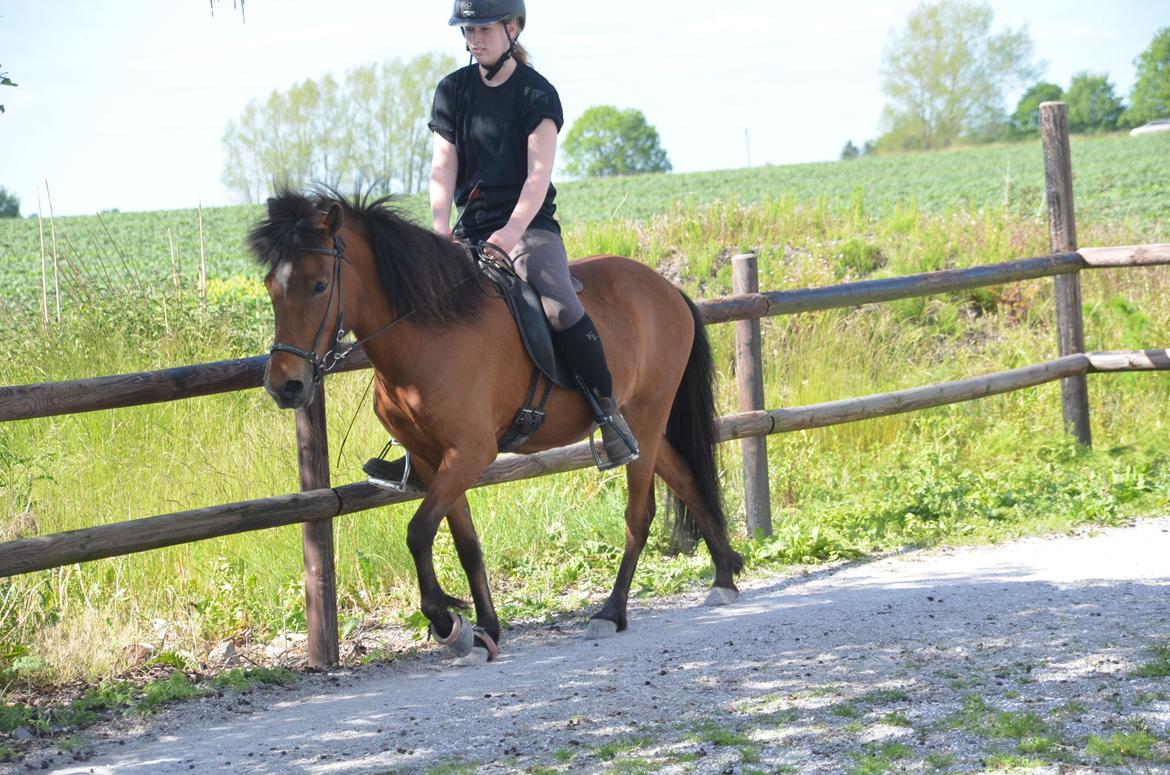Islænder Jörp fra Skygge - Skridt - 11 Juni 2015 billede 8