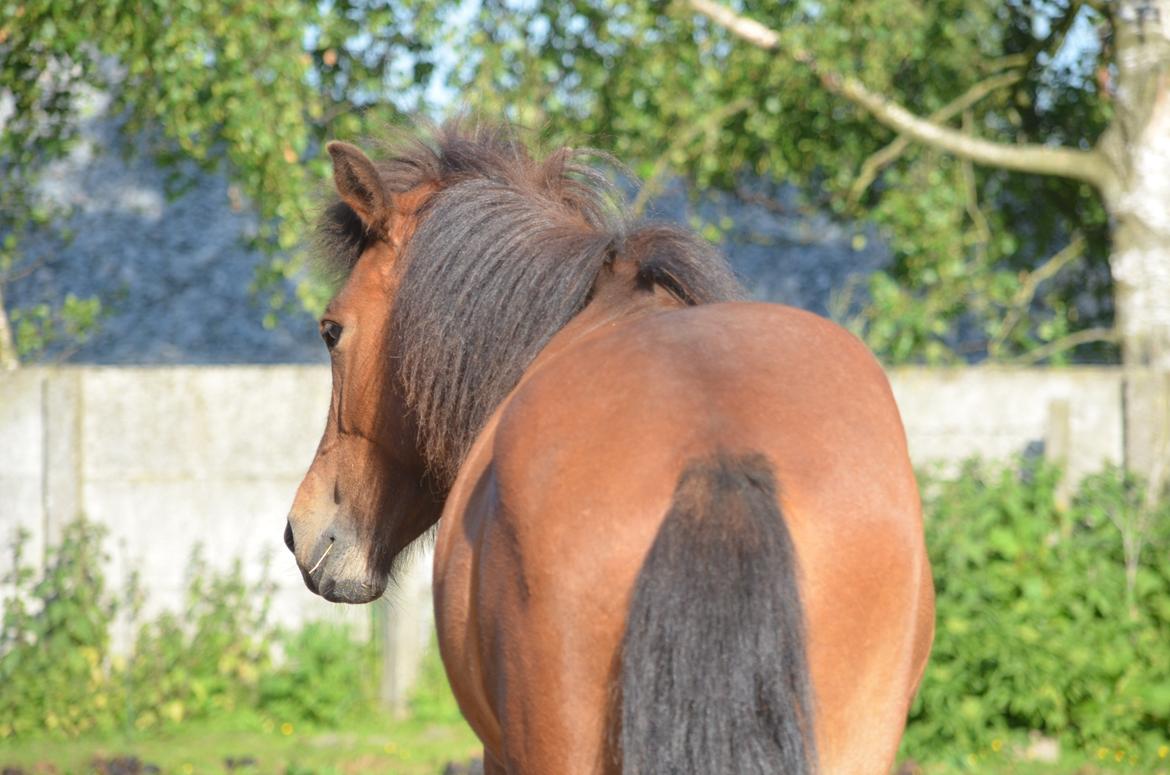 Islænder Jörp fra Skygge - Når enden er god er alting godt! 11 Juni 2015 billede 19
