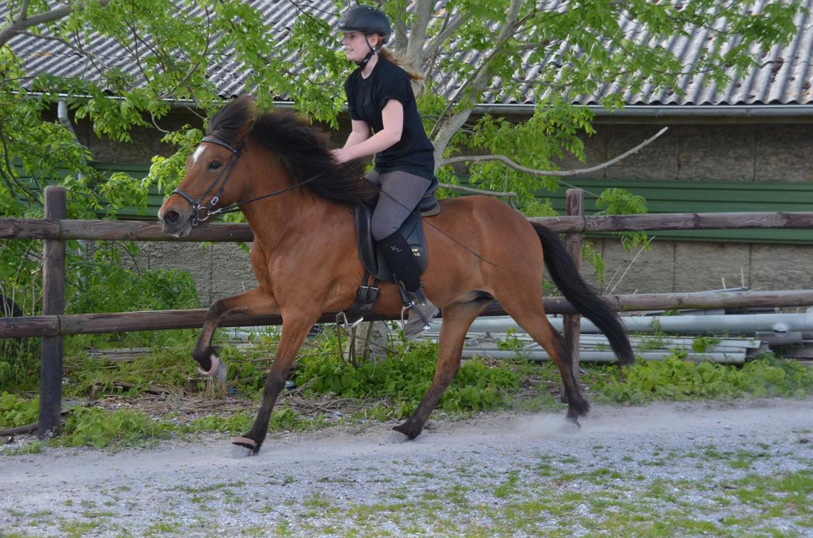 Islænder Jörp fra Skygge - Det sjov at gi den gas på ridebanen! 11 Juni 2015 billede 20