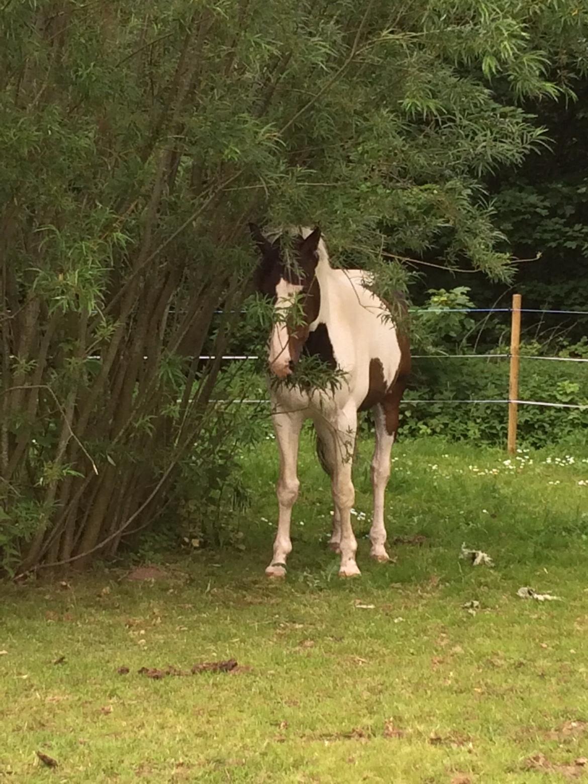 Anden særlig race Skonhøjs Special billede 28