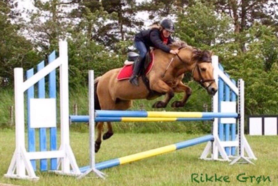 Anden særlig race Maude af mølleagergård - 95 cm i oxer billede 1