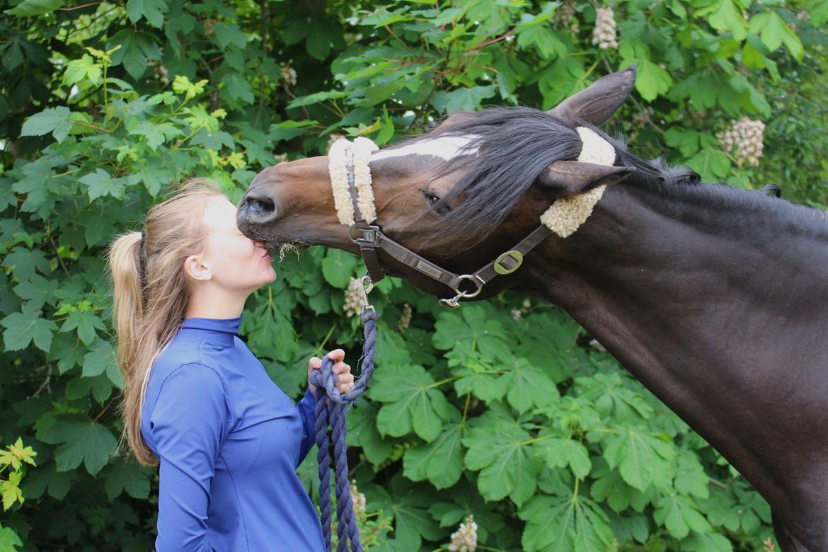 Dansk Varmblod Lillemarkens Cirkeline - Mys billede 19