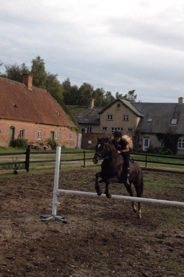 Sportsaraber (A) Lundgaardens Tiger Lili  - Første gang vi sprang uden sadel <3 billede 13