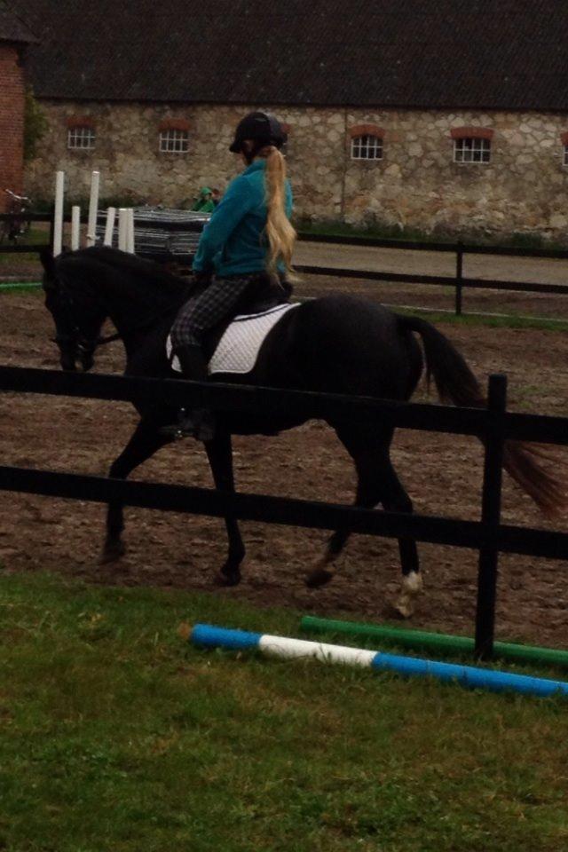 Sportsaraber (A) Lundgaardens Tiger Lili  billede 14