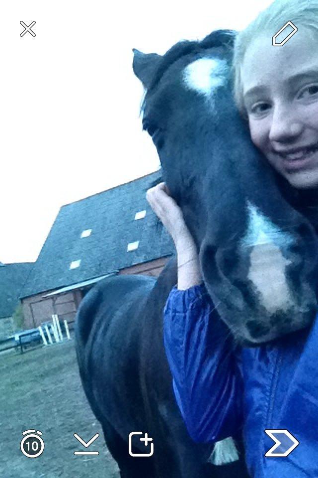 Sportsaraber (A) Lundgaardens Tiger Lili  - Der er også tid til hygge<3😝🍤 billede 15