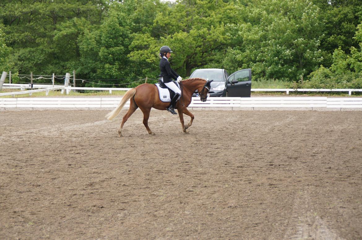 Welsh Pony (sec B) Kirkelodgaards Mischa billede 13