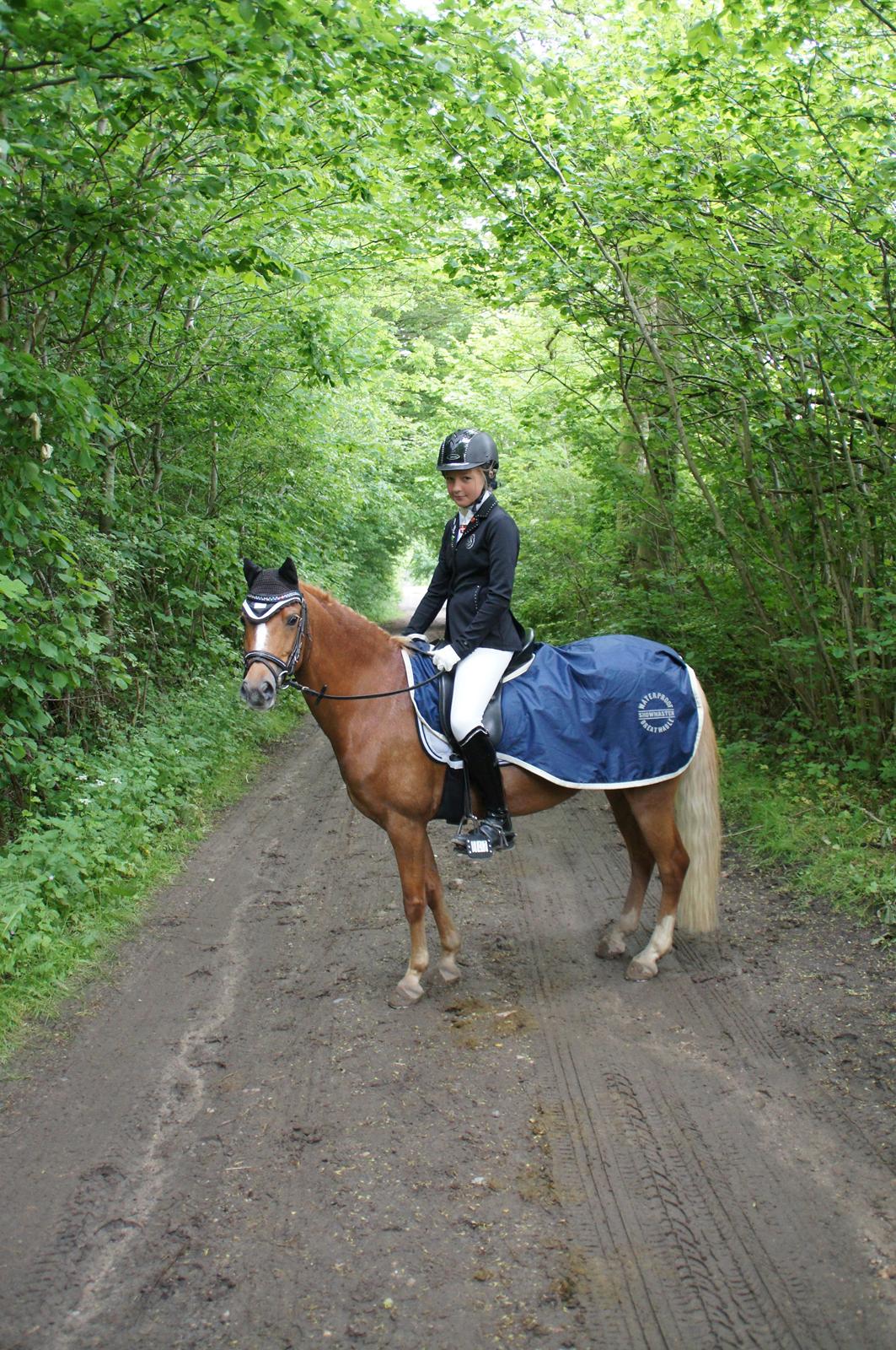 Welsh Pony (sec B) Kirkelodgaards Mischa billede 15